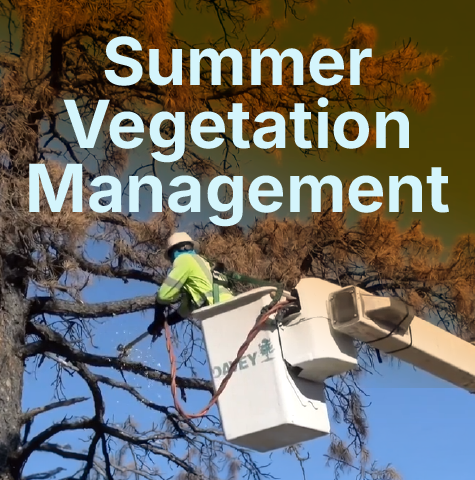veg managmeent