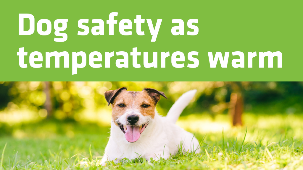 Dog safety as temperatures warm
