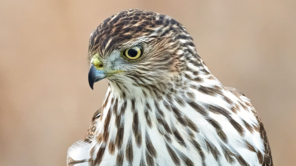 Hawks Aloft